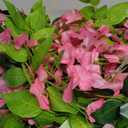 Lvydec Wisteria Artificial Flowers Garland, 4 Pcs Total 28.8ft Artificial Wisteria Vine Silk Hanging Flower for Home Garden Outdoor Ceremony Wedding Arch Floral Decor (Pink)