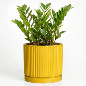 Ceramic Pots for Plants, 10 Inch Plant Pots with Tray, Yellow