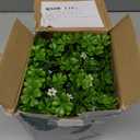 Essential Oil Diffuser, 150 ml Aromatherapy Diffuser, Green Leaf Diffuser for Essential Oils, Oil Diffuser for Bedroom Home Office, Waterless Auto Shut-Off, Super Quiet