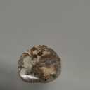 Petrified Wood Novelty Coasters, il Lovers, Gifts for Fossil Lovers