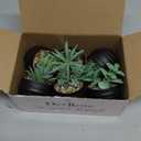 Der Rose Set of 6 Succulents Plants Artificial in Pots Small Fake Plants for Halloween Decorations Bedroom Living Room Office Shelf Black Bathroom Decor