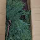 Set of 3 2ft 3ft 4ft Pre-lit Twinkle Christmas Cypress Tree with 180 LED Light Realistic Artificial Trees with Woven Basket Base Xmas Holiday Decor for Indoor Living Room Home (Cypress Tree)