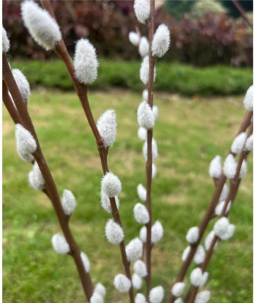 6 Stems Pussy Willow Branches for Vase Tall 55 Inches Artificial Pussy Willows Plant Decorative Branches Twig Stick for Spring Floral Arrangement Easter Home Decoration