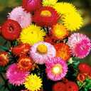 3 x 250+ Seeds Strawflower Giant Mix - Flower Multicolor