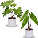 Hollyone Fake Plants Set of 2 Artificial Potted Plants Faux Plants Begonia Plants in White Pots Real Touch Leaves for Office Table Desk Shelf Bathroom Bedroom Greenery Decoration Home Indoor Decor (2 Pack (White Pots))
