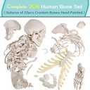 Disarticulated Human Skeleton Model for Anatomy 67 inch High, Full Size Skeleton Models with Poster, Skull, Bones, Articulated Hand & Foot