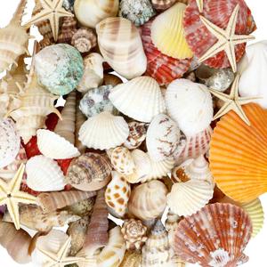 Mixed Sea Shells, 100+ Pcs Beach Seashells Starfish, Various Sizes Ocean Seashells for Fish Tank Vase Fillers, Beach Theme Party Wedding Decor, Candle Making, DIY Crafts