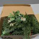 Table Centerpiece, Norfolk Pine Pinecones with red Seed in Pot Artificial Xmas Plants Fake Greenery Stems in Brown Rectangular Wooden Pots for Christmas Table Centerpiece Christmas Decor Decor