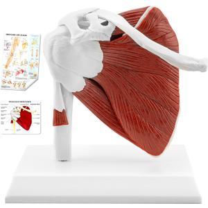 TYRRDE Muscled Shoulder Joint Model, 1:1 Life Size Human Body Right Shoulder Anatomy Model with Ligaments, Clear Muscle Lines, Durable Structure, 3D Removable Base, Manual for Medical Educational Training (WHITE)