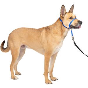 PetSafe Gentle Leader Headcollar No-Pull Dog Collar - Helps Improve Walks - Durable Nylon Construction - Padded Nose Loop - Adjustable Fit - Comfort Walking Halter - Medium, Royal Blue