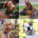 Heavy Duty Tactical Dog Collar Adjustable Nylon Pet Collars Quick Release Buckle with 2 D-Rings Patch for Medium, Large Dogs (Khaki, Size M) (Medium:Width 1.5",Neck 14-20")