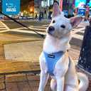 Best Pet Supplies Voyager Step-in Air Harness - All Weather Mesh, Reflective, No Pull Harness for Dogs, Cats - Secure with Hook & Loop Fastener, Buckle, Double D-Rings - Baby Blue, L