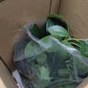 Artificial Peperomia Plant 16.5 Tall Lifelike Faux Greenery in 6 White Ribbed Ceramic Pot Realistic Indoor Fake Branches for Home Office Desk Shelf Bathroom Bedroom Farmhouse Decor