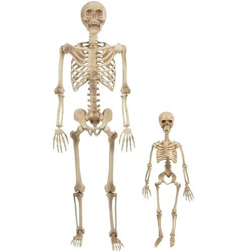 Posable Human Adult (5' 4") & Child (3') Skeleton Value 2 Pack - Life Size, Articulated Limbs & Bones Model Stay in Place, Weather Resistant Indoor/Outdoor Decoration- Anatomical Science & Biology