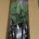 2 Set of Artificial Dahlia Topiary Ball Trees - Fake Silk Dahlia Flower Bushes, UV Resistant Faux Floral Shrub Potted for Front Door Porch Farmhouse Wedding Outdoor Decor (Purple)