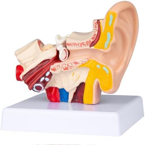 Helivivfy 1.5X Human Ear Anatomy Model, Anatomical 3D ear model with magnified display of outer, middle and inner ear models with base for medical demonstration