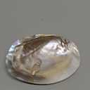 SUPERFINDINGS Natural Shell Jewelry Dish Tray Seashell Ring Holder 14.2x10.8cm/5.6x4.3inch Decorative Trinket Dish Stand for Earring Necklace Organizer Holder