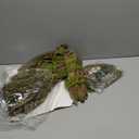 Spooktacular Creations Swamp Deluxe Skeleton Living Dead Zombie Costume for Halloween Kids Monster Role-Playing (Medium(8-10yr), Green)