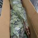 HAIHONG 2Packs 6FT Artificial Ficus Tree,Fake Plants with Sturdy Plastic Nursery Pot,Faux Ficus Trees for Home Office Living Room Farmhouse Indoor Outdoor Decor Perfect Housewarming Gift (6FT-2Packs)