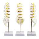 Life-Size Human Spine Model for Anatomy Education, Teaching, and Study - QREBYQ Scientific Lumbar Spine Model with 5 Vertebrae