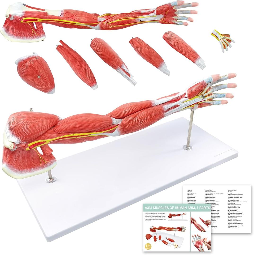 NEW HORIZON Human Arm Anatomical Muscle Model Anatomy Arm Model, Upper Limb Muscle Model Shoulder Anatomy Model Muscular Hand Model  7 Pieces, Life Size, Includes Base