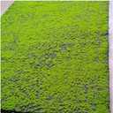 Artificial Moss For Terrarium Or Crafts