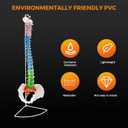 BEAMNOVA Flexible Anatomy Spine Model 85cm/33.46in Bendable with Holder Stand Colored Vertebrae Lumbar Spine Model with Nerves for Chiropractors Life Size Multicolored