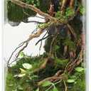 Desktop Glass Plant Terrarium with Grow Light(L7.8 W7.8 H14), for Succulent, Moss, Miniature Gardening Landscape, Betta Fish Tank, Indoor Plant Growth, Office Home Decoration (TimeControlled)