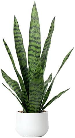 Artificial Snake Plant 22.5" Faux Agave Fake Sansevieria Artificial Potted Plants for Indoor and Outdoor Home Office Dcor (White Pot) : Home & Kitchen
