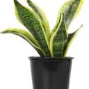 Altman Plants Live Snake Plant (Superba), Approx. 13" Tall, Virtually Indestructible, Easy Succulent Houseplant, 4 in Pot