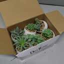 Der Rose Set of 6 Succulents Plants Artificial in Pots Small Fake Plants for Bedroom Aesthetic Living Room Shelf Bathroom Decor Office Desk Accessories