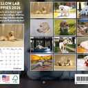 5 x Yellow Lab Puppy Calendar 2026 Monthly Wall Calender 12 Month | American Made In The USA