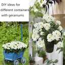 2 Pcs Artificial Geraniums for Outdoor Silk Geranium Flowers White Artificial Geranium Bush Faux Flowers Geraniums Branch for Garden Patio Grave Cemetary Vase Table Centerpiece Indoor Decor