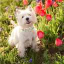 Lionheart glory Dog Collar Pink Flower Summer Spring Cute Collars Dog Girl or Boy Soft Durable Adjustable Collars for Large Dogs Pet Gift (Large(Pack of 1), Red Roses)