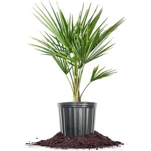 Windmill Palm in 3 Gal. Grower's Pot | Cold Hardy Tropical Tree | Low Maintenance | Drought Tolerant