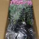 2 Pack Artificial Geranium Flowers Topitary Trees for Outdoors, UV Resistant Geraniums Potted Bushes Look Real Silk Faux Plants for Front Door Garden Porch Planter Farmhouse Home Decor (Pink)