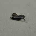 VIA LEECA Trendy Oval Sunglasses Women 90s Vintage Sun Glasses Fashion Tinted Glasses UV400 Protection (Tortoise)