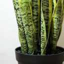 Artificial Snake Plant 26 inches Fake Sansevieria Artificial Potted Plants for Indoor and Outdoor, Home, Office Decoration