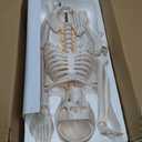 EVOTECH SCIENTIFIC Mini Human Skeleton Model for Anatomy, 33.5'' 1/2 Life Size Human Skeleton Model with Nervous System Removable Arms Legs and Stand for Medical Anatomical Study, Manual Included