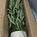 6ft Lifelike Artificial Olive Tree with Light, White Pot, Moss & LED