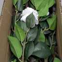 Artificial Flower Trees Indoor,  2 Pieces  Faux Floral Plants 36 Inch Faux Blooming Camellia Spike Design White Blossom Outdoor Decoration