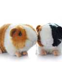 Cute rabbit 8 inch Guinea Pig Plush Toy Stuffed Animal Toy Plush Animal Doll (Black+Orange)