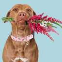 Faygarsle Pink Strawberry Print Cotton Dog Collar for Small, Medium, Large Boys Girls Dogs L