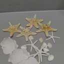 PPCLION 24 PCS Natural Starfish 2-4" and Scallop Shell for Crafts Making Beach Theme Party Wedding Decoration, Home Wall Decor, Christmas Ornaments