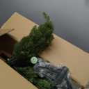 National Tree Company Artificial Mini Christmas Tree, Green, Dunhill Fir, Includes Stand, 4 Feet