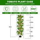 6 Packs Tomato Cages for Garden, 12"12"56" Plant Support Cage with Different Spacing, Green Metal Trellis for Climbing Plants Like Cucumber, Flowers