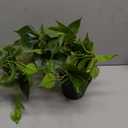 LOYWREE Artificial Scindapsus Aureus Fake Pothos Plants in Black Pots - Realistic Faux Indoor Greenery Potted for Home, Office, Desk, Shelf, Living Room, Bedroom, Balcony, Patio & Garden Decor