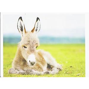 Baby Donkey, 30" x 40" Print on Canvas Wall Art