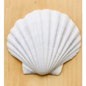 Seashell