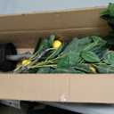 Daifunli 1 Pack Artificial Lemon Tree with Realistic Leaves and Natural Trunk Faux Tree with Silk Leaves for Porch Home Office Farmhouse Indoor Outdoor Housewarming Gift